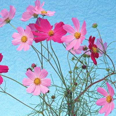 半岛彩票下载手机版